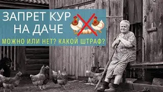 ЗАПРЕТ НА КУР для садоводов и дачников. Какой штраф? Есть ли лазейки?