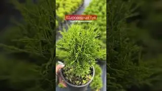 Можно ли купить тую за 599р?