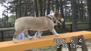 Goro walks on the balance beam バランスビームの上を歩くゴローさん 20060604 平均台