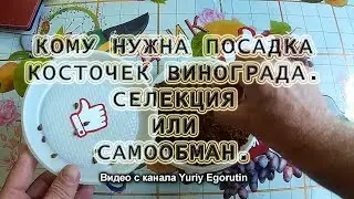 🍇 ВОТ ПОЧЕМУ НЕ САЖАЙТЕ ТАК КОСТОЧКИ ВИНОГРАДА. ЭТО САМООБМАН А НЕ СЕЛЕКЦИЯ. Виноград из косточки.