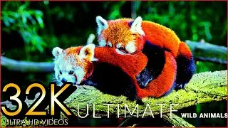 Ultimate Wild Animals Collection in 32K ULTRA HD / 16K TV / Relaxing Music The Moon Drops