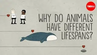 Why do animals have such different lifespans? - Joao Pedro de Magalhaes