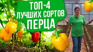ТОП-4 лучших сортов сладкого перца. Сорта перца для фарширования и паприки.