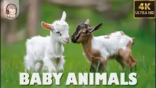 Baby Animals - Amazing World Of Young Animals 🌿 4K Relaxation Film & Forest Bird Sounds ♫