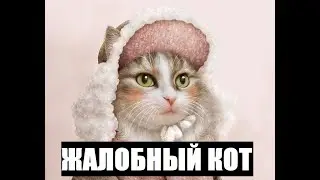 Жалобный кот!