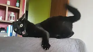 FUNNY CATS are the perfect mood booster 😂 Best FUNNY CAT videos 2024