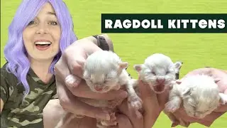 Cute 1 Day Old Ragdoll Kittens! | My mom surprised me with her first litter!