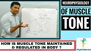 How is Muscle tone Maintained and Regulated in our body? ( Neurophysiology of muscle tone)