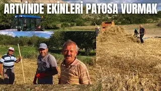 ARTVİN DE EKİNLERİ PATOSA VURMAK