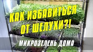 Как избавиться от шелухи - Микрозелень подсолнечника - Курс по микрозелени подсолнечника от А до Я