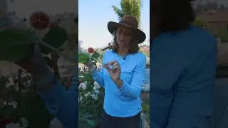 How to harvest flowers so they keep