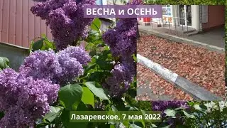 Сиреневый май. Лазаревское Сочи. На улице Партизанская весна. На Победе осень. 7 мая 2022.