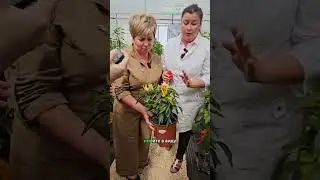 ОЧЕНЬ ЛЕГКО ВЫРАСТИТЬ! Сорт острого перца.