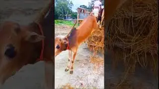 গরুর হাটের মজার টিকটক gorur haat tiktok video