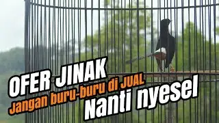 KEKURANGAN DAN KELEBIHAN MURAI BATU OVER JINAK‼️