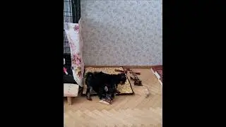 Щенки йорков. Весёлые игры😊