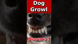 Dog Growl & Snarl Sounds ~ Prank Your Cat and Dog (See How Your Dog REACTS) 