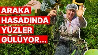 Araka Hasadı Yapıldı!