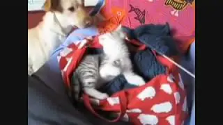 Ferocious Kitten Scares Dog !!! Amazing !!!