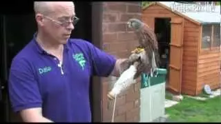 CritterboxTV Episode 6 Feeding Bilbo the Kestrel