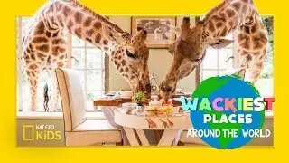 Epic Giraffe Feeding | Wackiest Places Around the World