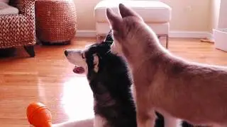 Puppy Gives Mishka the Talking Husky a Haircut!