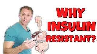 How We Become Insulin Resistant