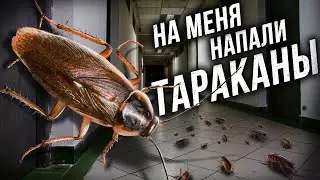 НАПАДЕНИЯ ТАРАКАНОВ на людей