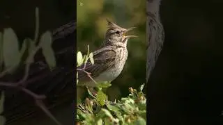 Crested Lark Bird Sounds | Galerida Cristata