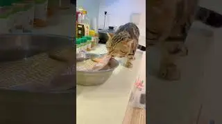 Cat scared by fish😂😂I told you not to eat everything.