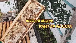 пасека, первый медок, будет ли он ?