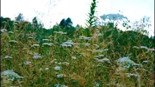 Sounds of nature in the meadow for sleep and relaxation, crickets on a summer day. Without music.