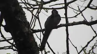 Aves da Mata Atlântica ( Sucuruá Variado )