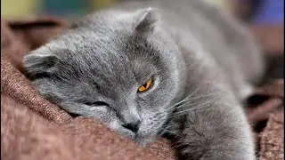 - Странный какой кот! А где же он? – а кот, свернувшись в клубок, уже крепко спал в комнате сына…
