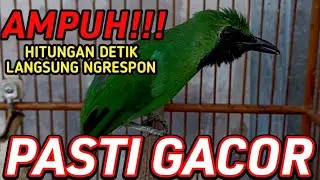 pancingan cucak ijo, pasti semua ikut gacor ngotot