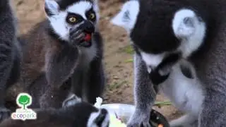 Катта