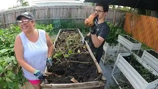 Sweet potato harvest 2024