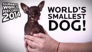 World's Smallest Dog! - Guinness World Records 2014