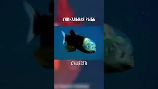 У Этого Создания ПРОЗРАЧНАЯ ГОЛОВА 