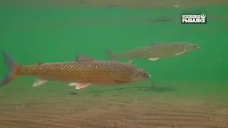 РЫБЫ АМУРА. О чём молчат рыбы 94 FISHES OF THE AMUR RIVER. FISCHE DES AMUR FLUSSES.