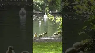 Cutest Scene Ever ~ Tiny Goslings