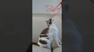 Почему необходимо играть с кошкой ❤️ 