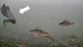 Mysterious Fish! Ice Fishing with Underwater Camera (Perch Frenzy!)