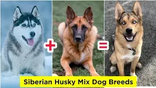 5 Siberian Husky 💙 Mix Dog Breeds 🐶😍 | #shorts #dogs #Cutedogs #puppies