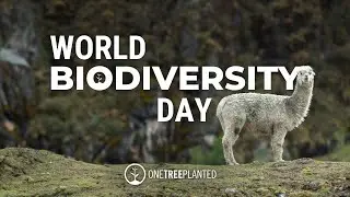 Protecting Biodiversity | One Tree Planted