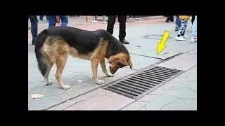 Hund schaute jeden Tag in einen Regenwassereinlauf als der geöffnet wurde, waren die LEUTE SPRACHLOS