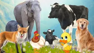 Bustling animal life: cow, dog, elephant, fox, duck,...