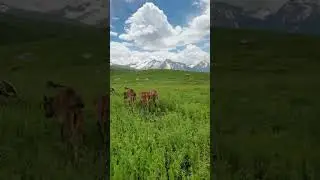 Табиати диëр 