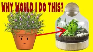 Making an HERB TERRARIUM