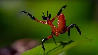 Kung Fu Mantis Vs Jumping Spider | Life Story | BBC